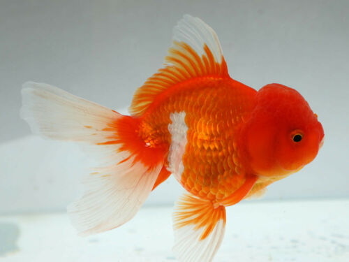 oranda goldfish